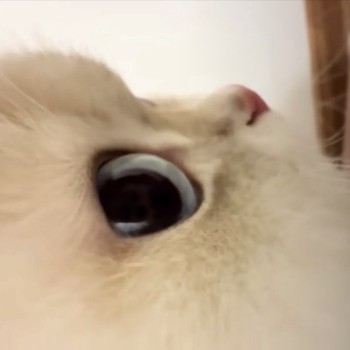 Leslie